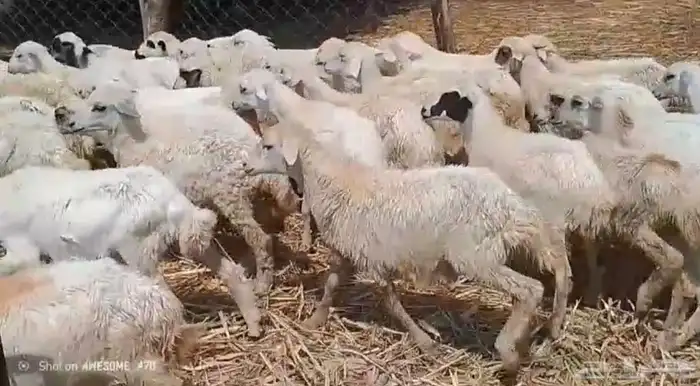 رخال مهجن حري من 470 0