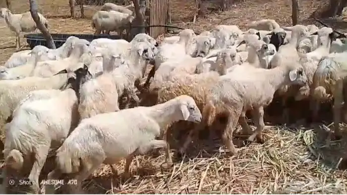 رخال مهجن حري من 470 1