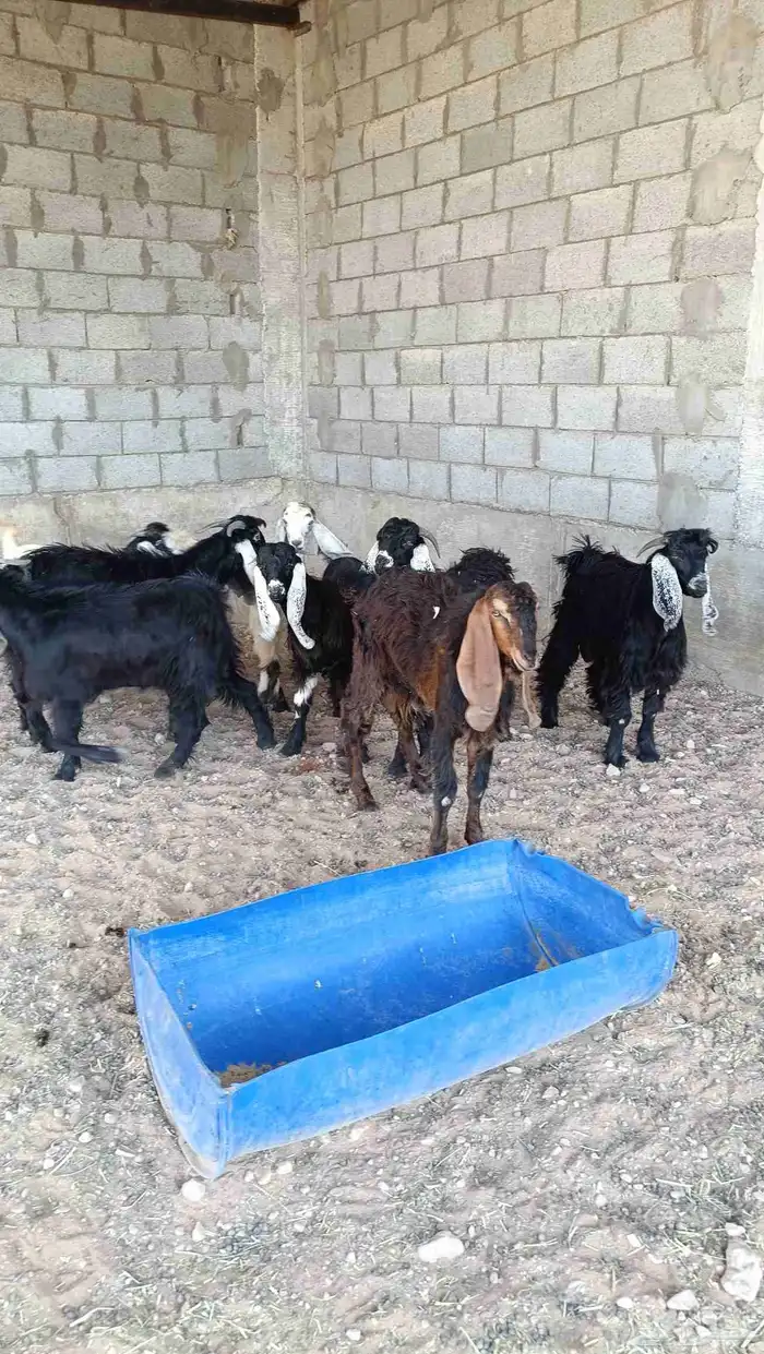 تيوس الخرج 1