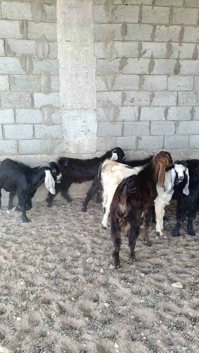 تيوس الخرج 2