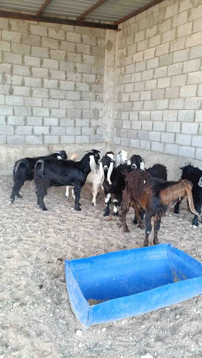 تيوس الخرج 0