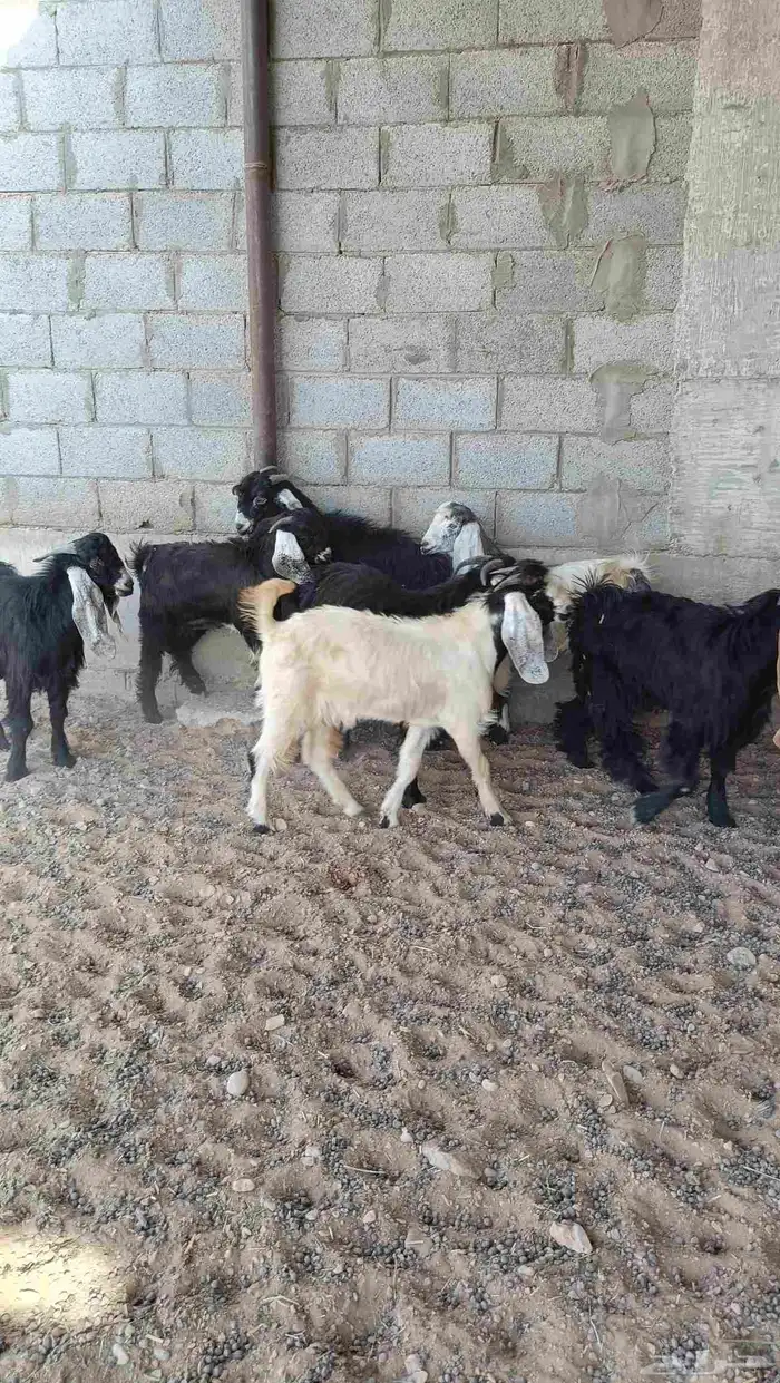 تيوس الخرج 4