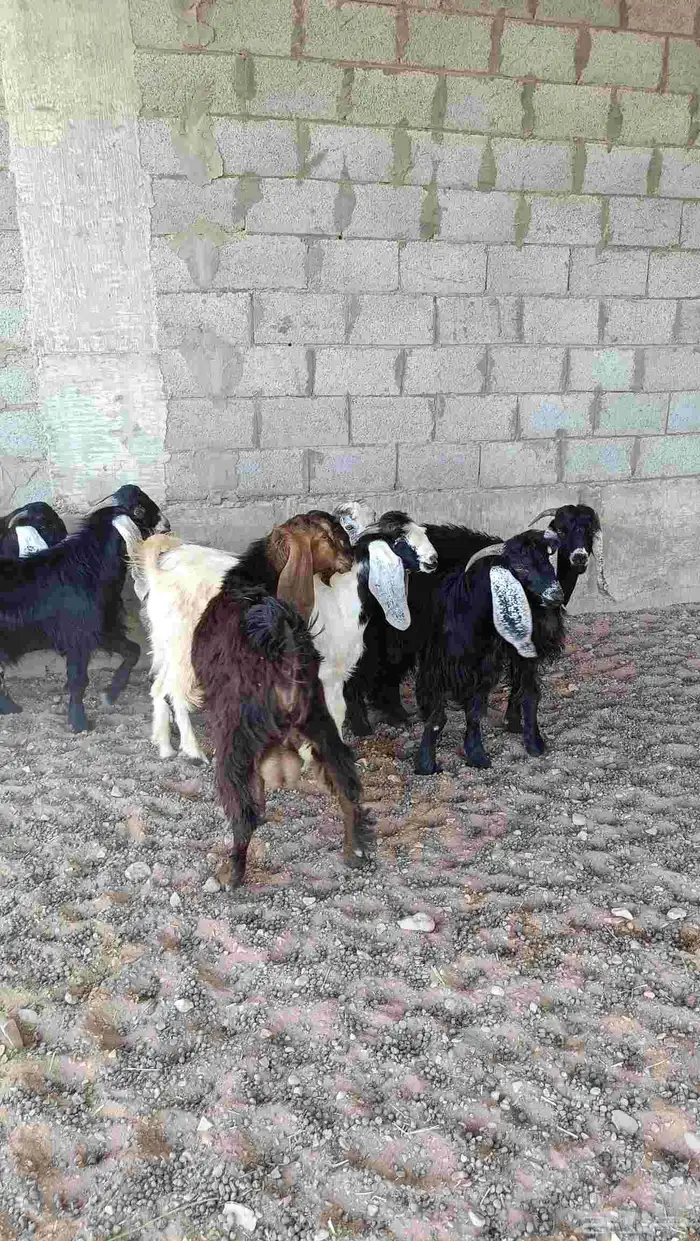 تيوس الخرج 3