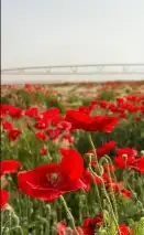 عرض خاص رقم 2 - بذور ازهار الربيع البرية 16