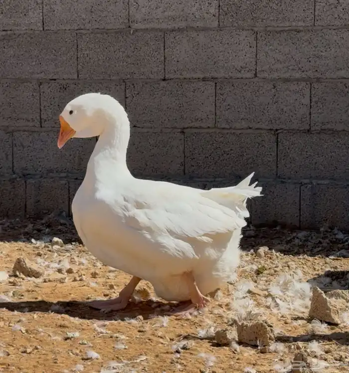 جوز وز روسي فاخر 0