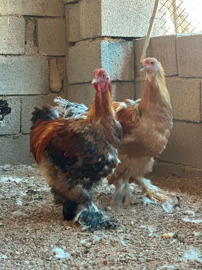 للبيع دجاج براهما بادي يبيض 0