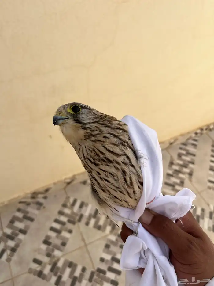 شبوط مطروح اليوم في الذيبية على السوم 0