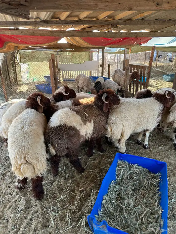 خرفان نعيم 0