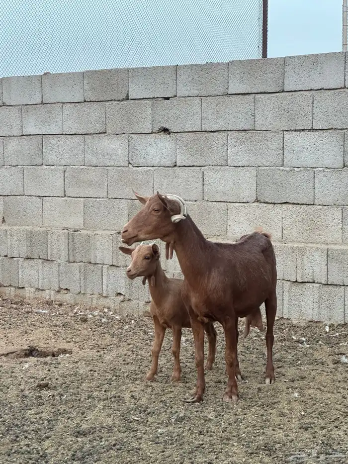 معزا جنوبيات 1