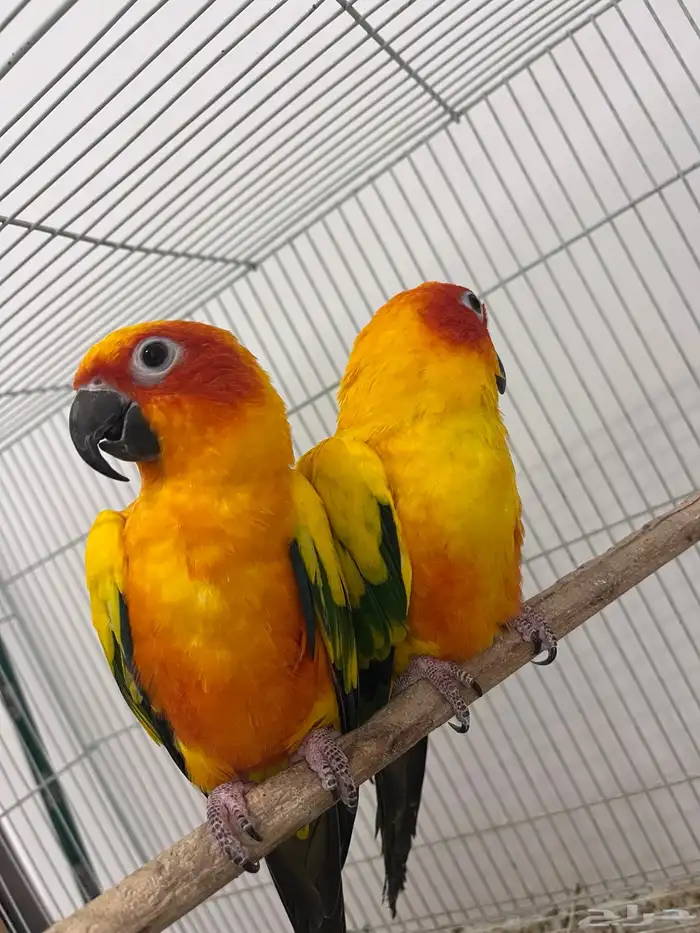 جوز صن كنيور 15