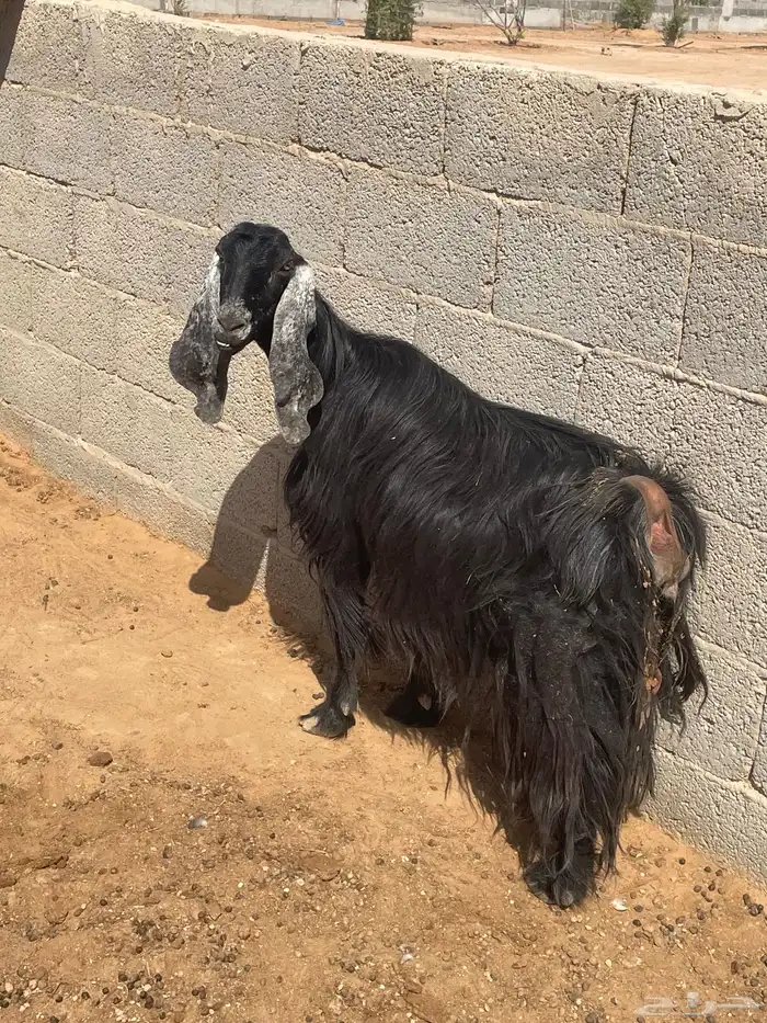 عنز عرضيه طيبه 3