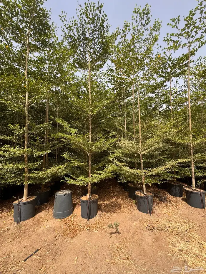 ترمناليا منتالي سدر بونسيانا استركوليا كورزيا 16