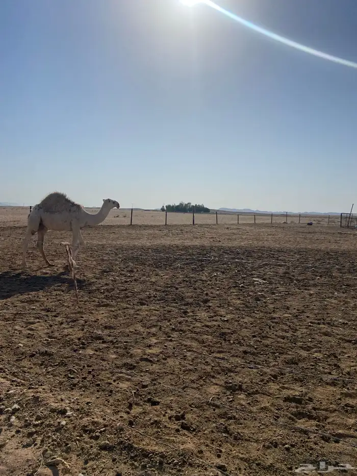 عشرا شقحا منتج 2