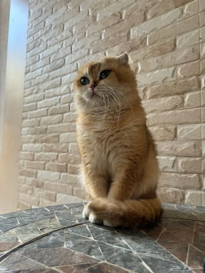 قط ذكر سكوتش فولد بيور 7