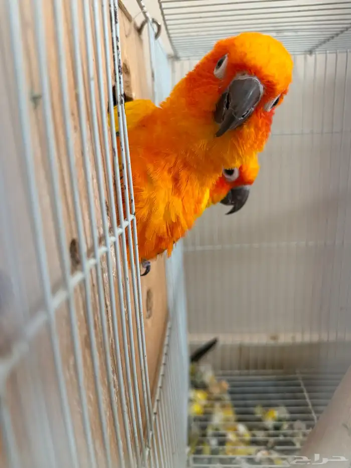 جوز صن كنيور 6