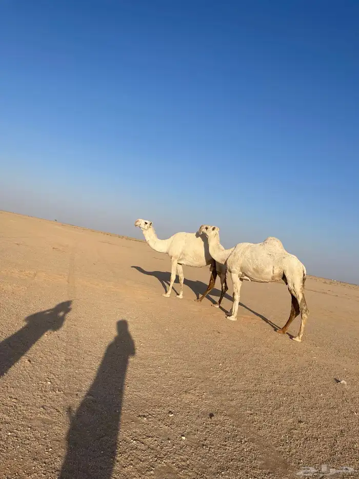 للبيع ضرايب كفووو 2