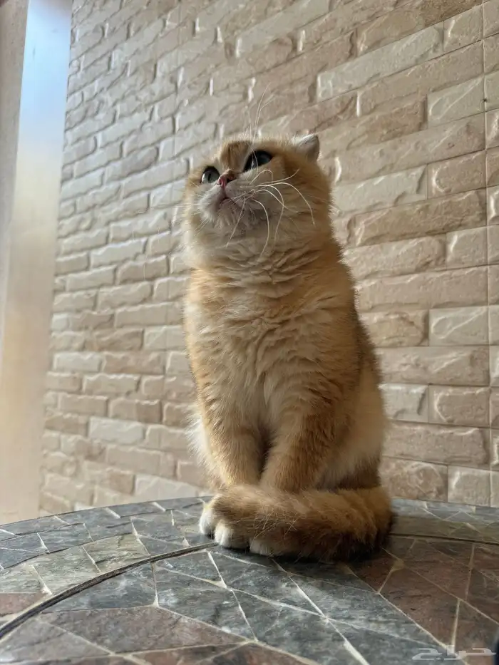 قط ذكر سكوتش فولد بيور 8