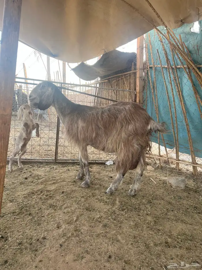 عنز متبع 0