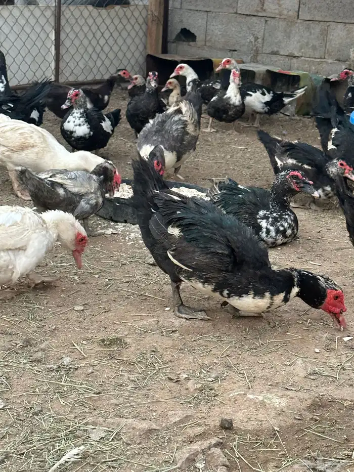 بط سوداني 1