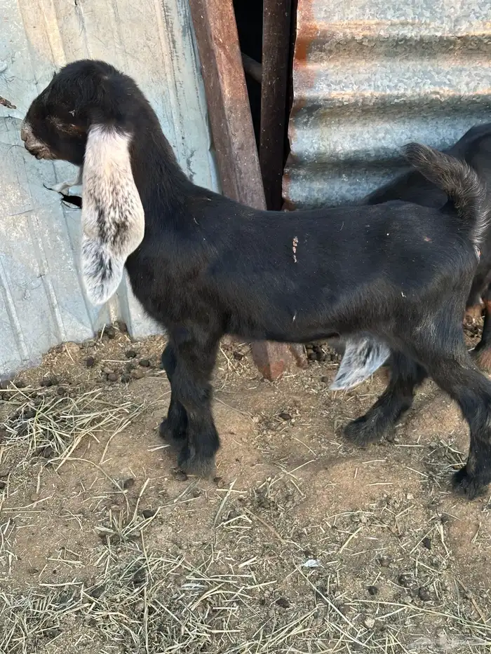 تم البيع الله يبارك للشاري 3