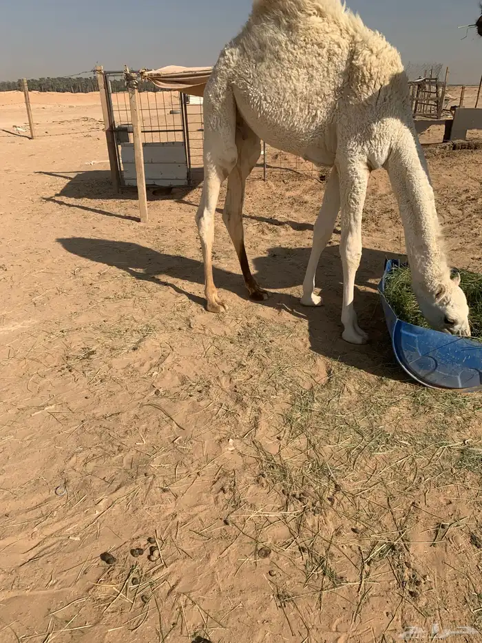 قعود ست شهور الخرج 12