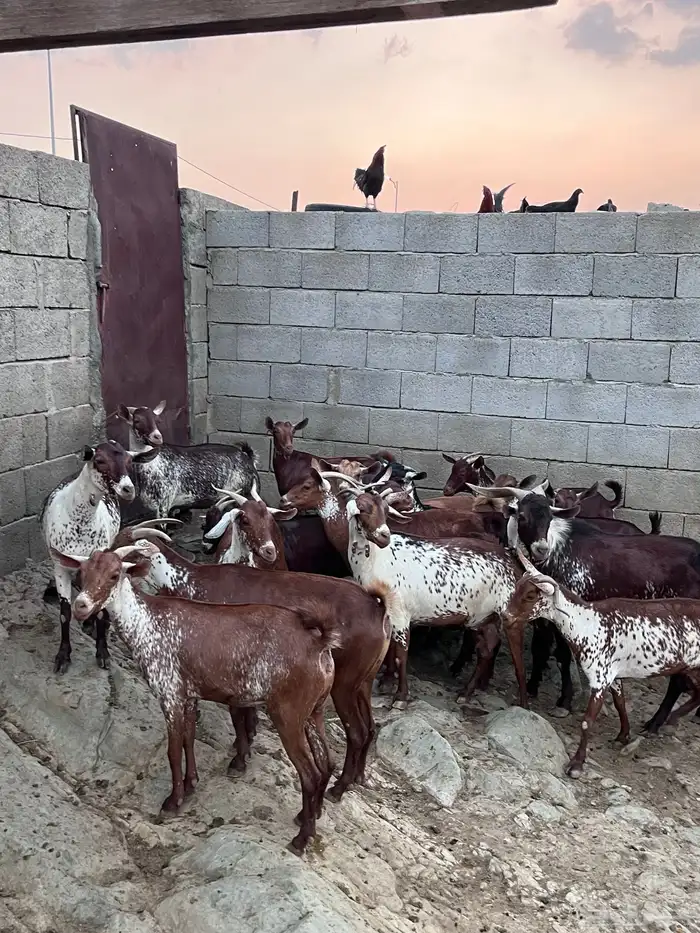 غنم وشح دهم 2