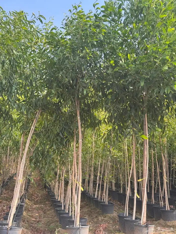 ترمناليا منتالي سدر بونسيانا استركوليا كورزيا 7