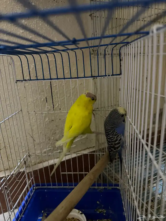 زوج بادجي للبيع ب 50 ريال فقط 2