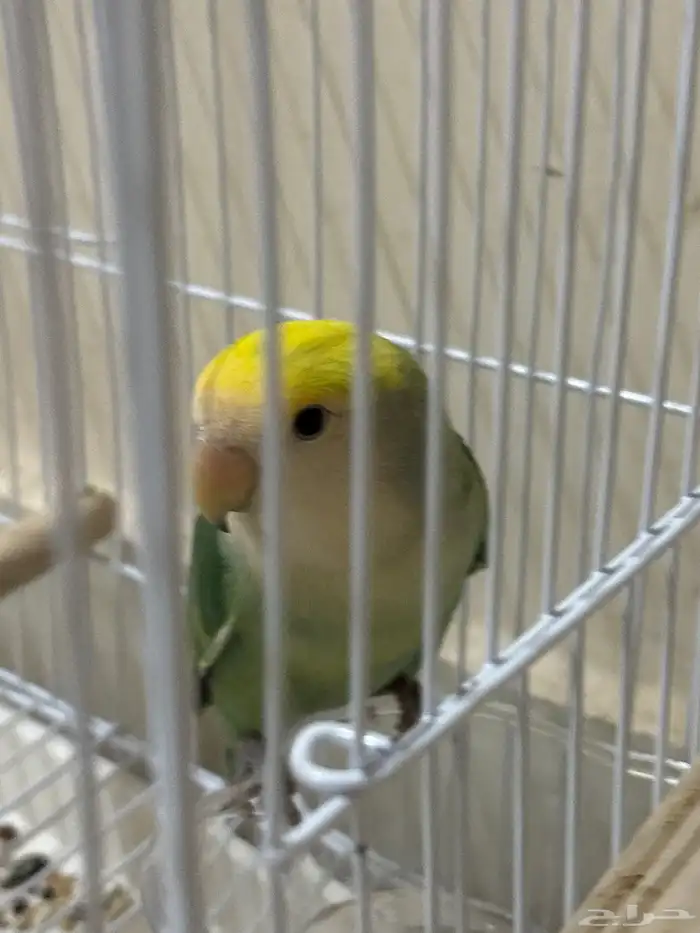 طير روز غير مدرب انثى 1