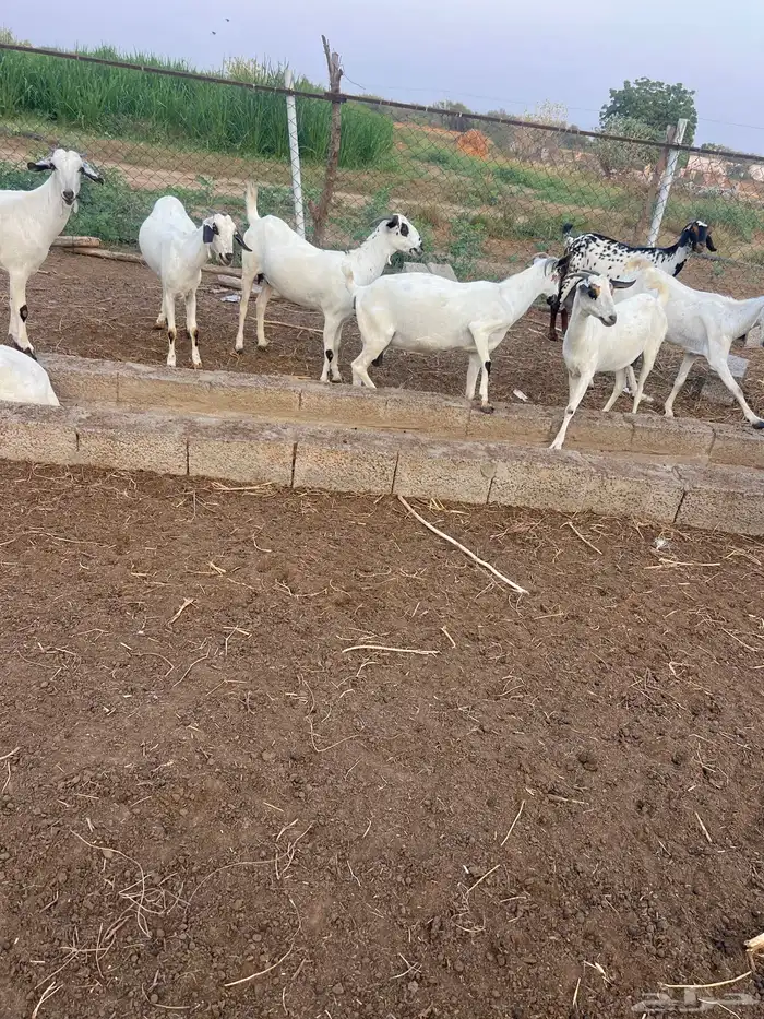 ماعز بيشي طيب جدا 2