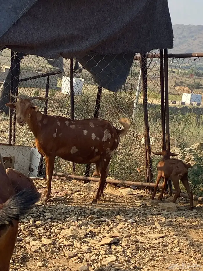 غنم للبيع 3