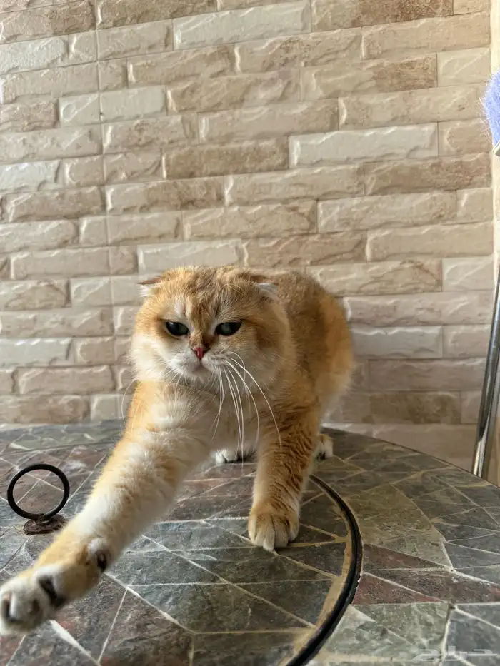 قط ذكر سكوتش فولد بيور 12