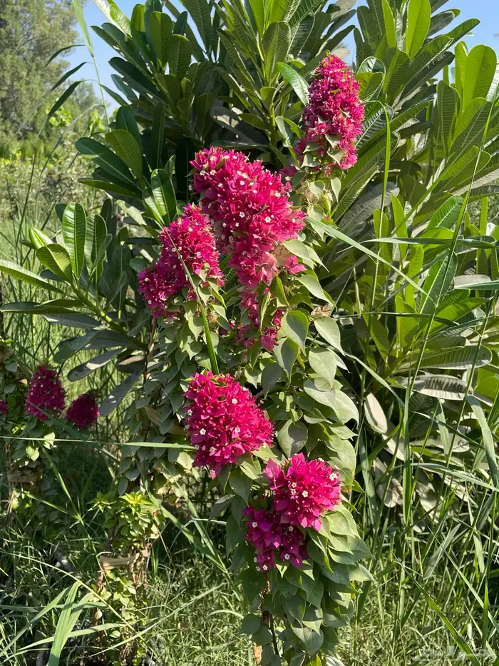 شتلات المجنونة او الجهنمية للبيع 3