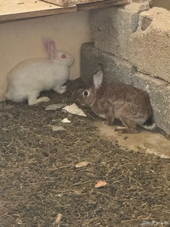 للبيع دجاج رومي بياض وأرانب بلدي 3