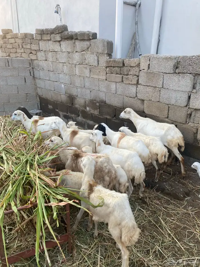 للبيع بيعه ضان ورخيل البيع جمله البيع جمله 0