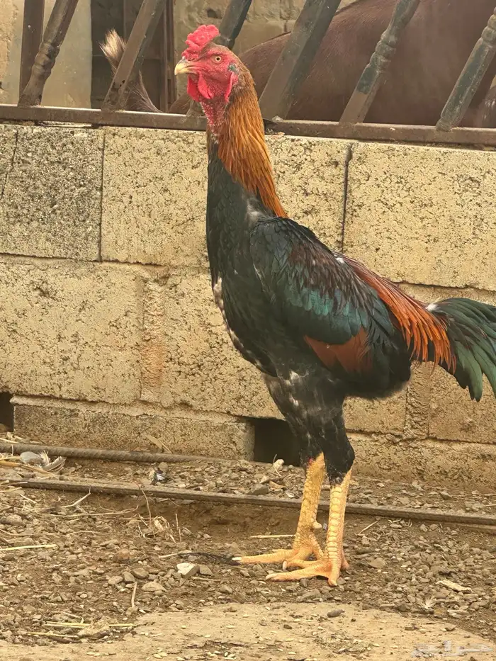 دجاج شامو ياباني 1