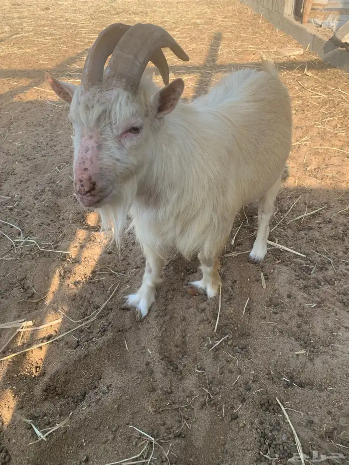 تيس قزم للبيع 0