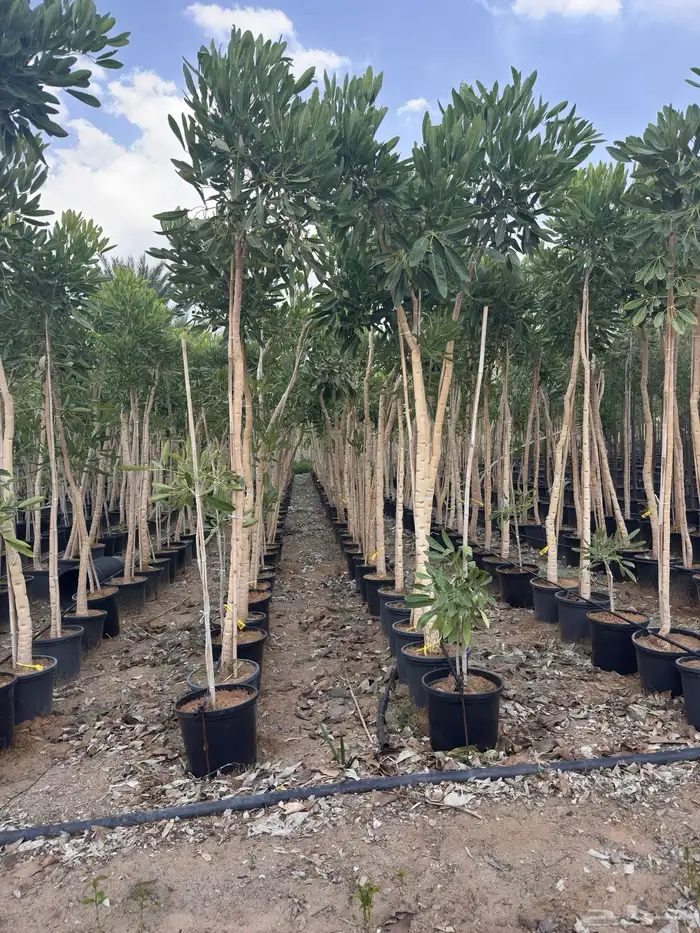 ترمناليا منتالي سدر بونسيانا استركوليا كورزيا 2