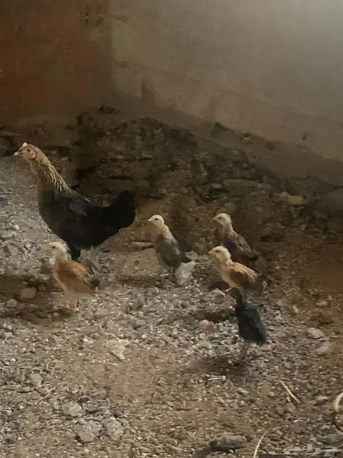 دجاجه بلديه مع اولادها 0