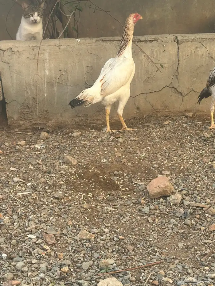 دجاج شامو ياباني 6