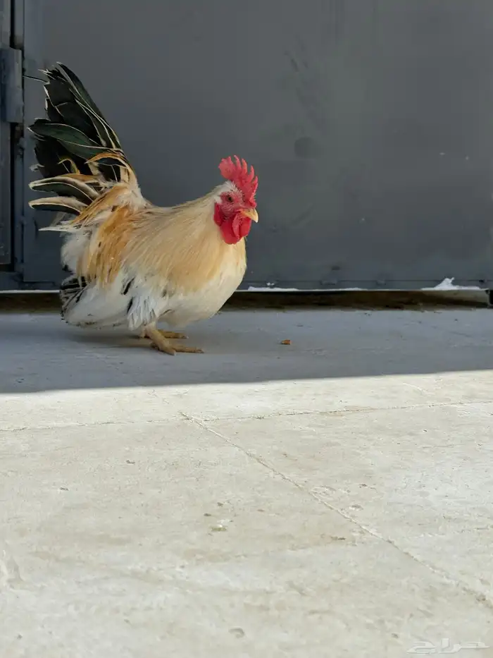 دجاج جبنيز مسحب 8
