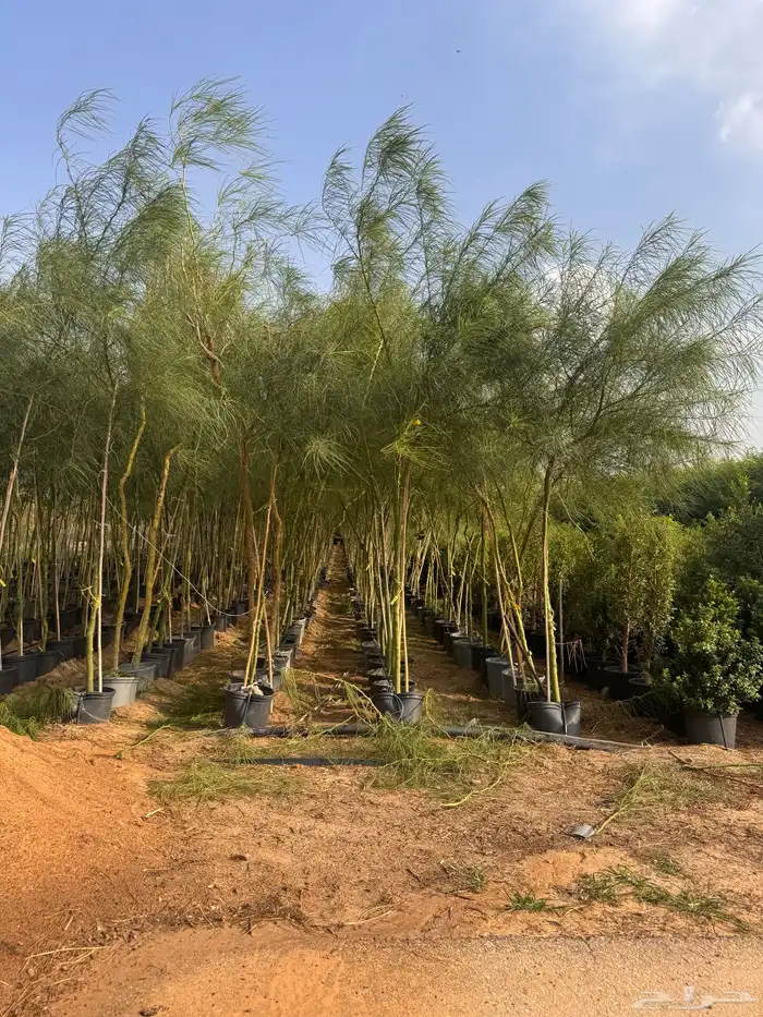 ترمناليا منتالي سدر بونسيانا استركوليا كورزيا 11