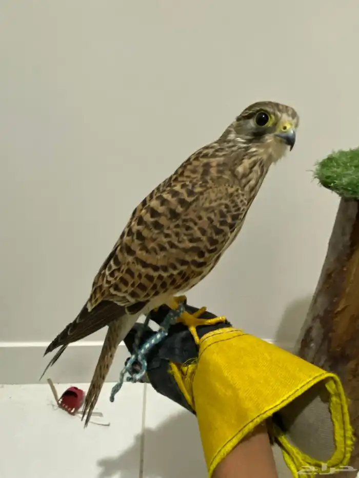 باشق انثى مدربه الصحه ممتازة 2