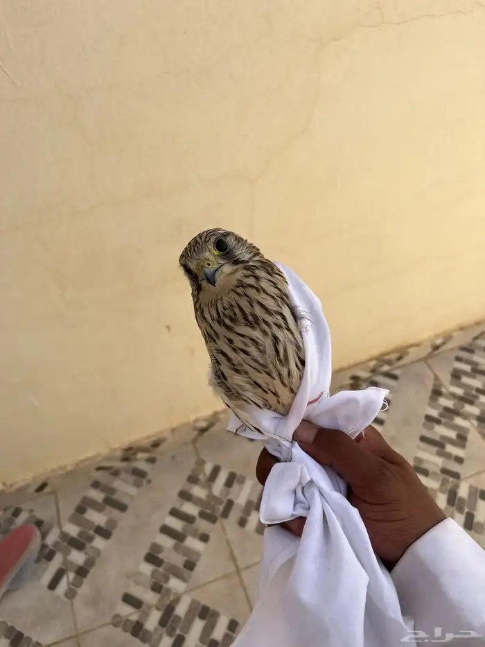 شبوط مطروح اليوم في الذيبية على السوم 3