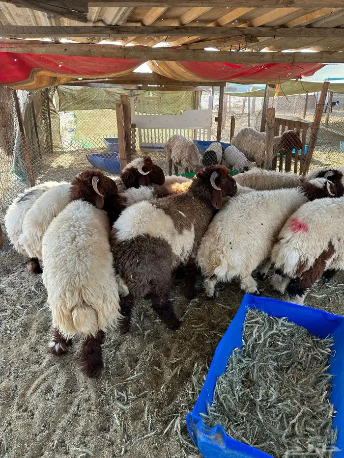 خرفان نعيم 1