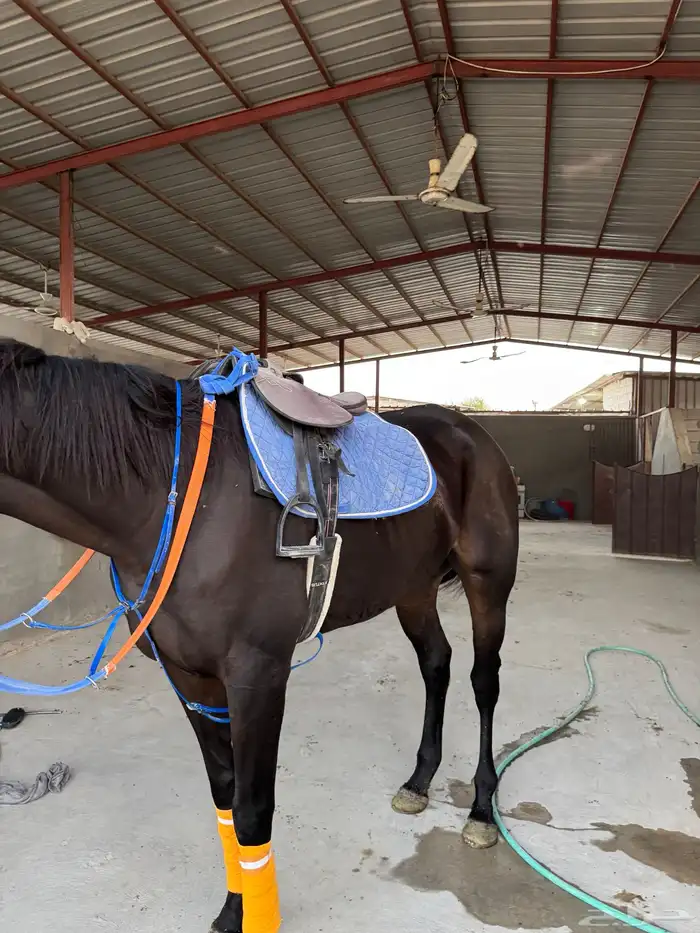 خيل 1