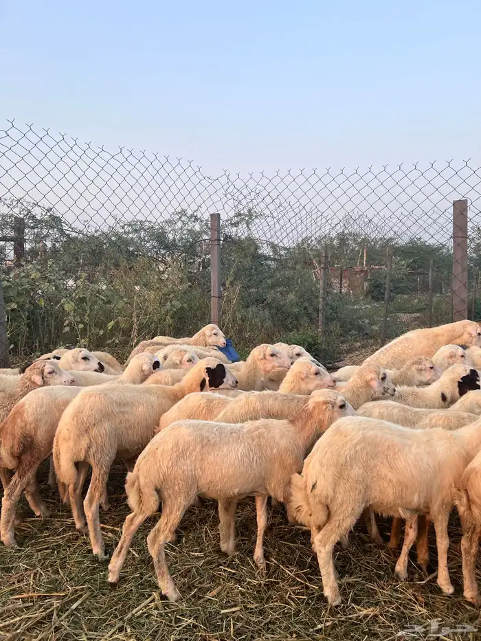 رخال رفيدي من 580 1