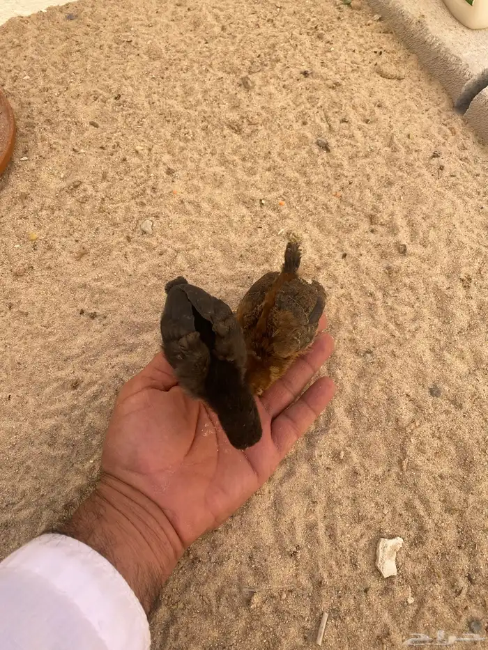 صوص دجاج للبيع أليفين ذكر وانقي 1