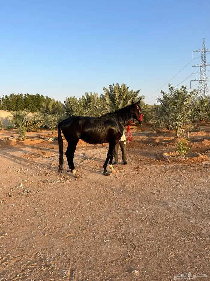 الخرج 1