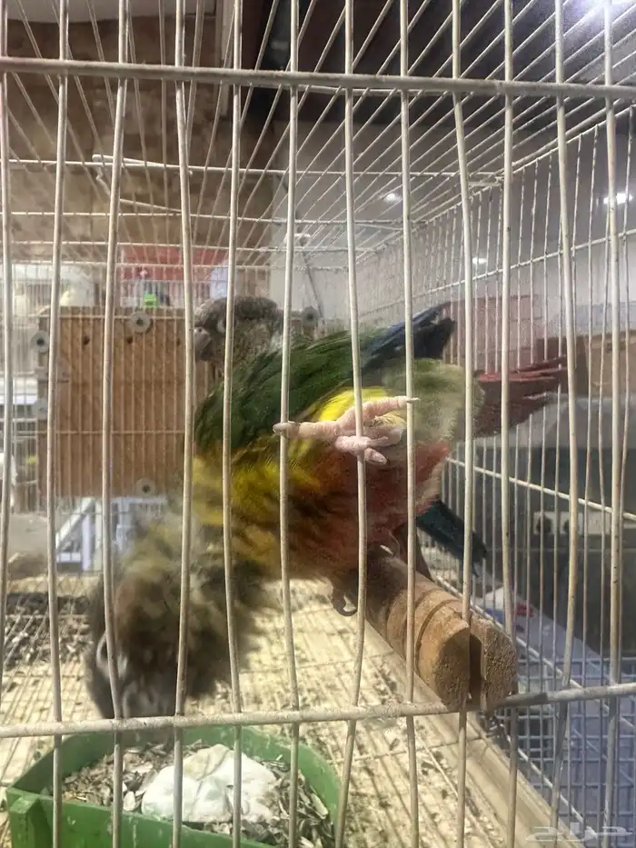 زوج كنيور يلو سايد 3